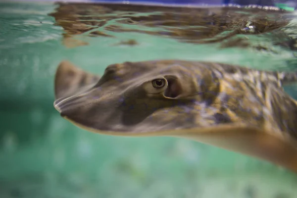 海で泳ぐアカエイ — ストック写真