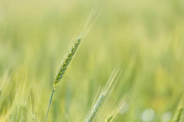 Young green wheat — Stock Photo, Image