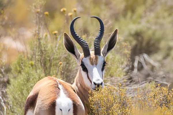 Zblízka portrétní Springbok — Stock fotografie