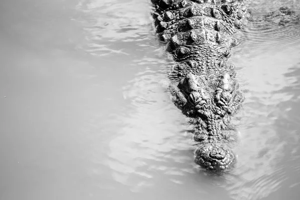 Krokodil i en flod i Afrika — Stockfoto