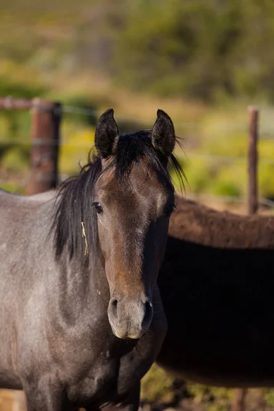 Caballos en granja en Tankwa Karoo — Foto de Stock