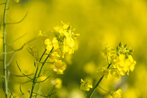 초록 잎이 달린 노란 꽃 — 스톡 사진