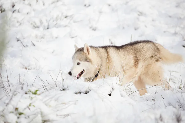 Husky caminando en la nieve —  Fotos de Stock