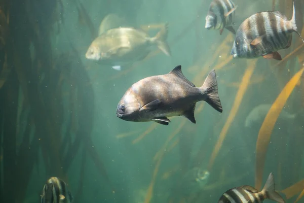 Achigan à grande bouche dans l'eau — Photo