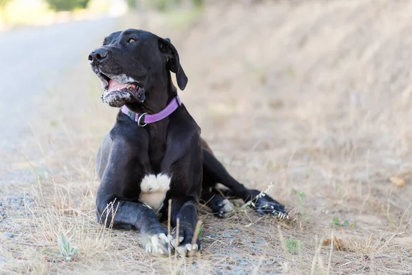 Cute dog on grass — Stock Photo, Image