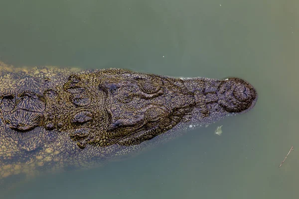 Tête d'un crocodile du Nil — Photo