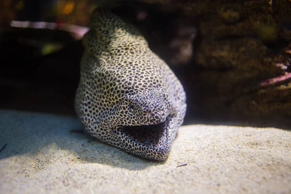 Panal morena anguila tendida en su cueva — Foto de Stock
