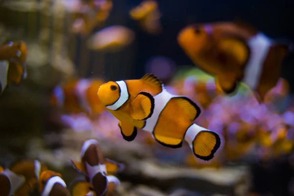 Απογυμνώνεται clownfish σε νερό — Φωτογραφία Αρχείου