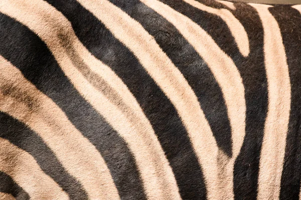 Hud och mönstret av en afrikansk Zebra — Stockfoto