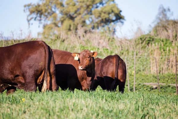 Kühe weiden Gras — Stockfoto