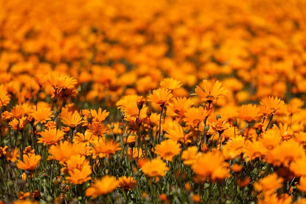 Close up image of a patch of wild flowers — Stock Photo, Image