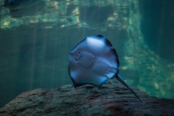 Stingray simma i havet — Stockfoto