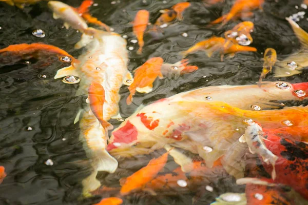 Hermosa carpa Koi alimentación — Foto de Stock