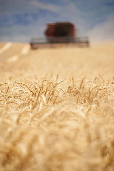 Пшеница на переднем плане в фокусе — стоковое фото
