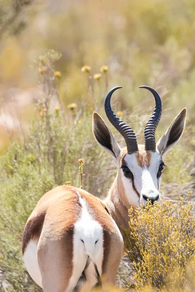 Zblízka portrétní Springbok — Stock fotografie
