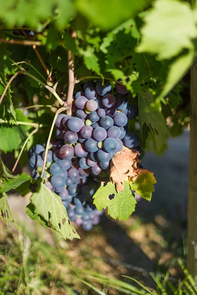 Uvas en vid a la luz del sol — Foto de Stock