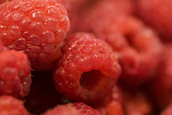 fresh ripe raspberries