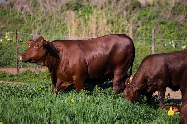 Gras grazende koeien — Stockfoto