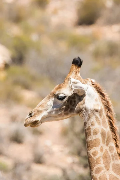 Zár megjelöl kilátás egy zsiráf — Stock Fotó