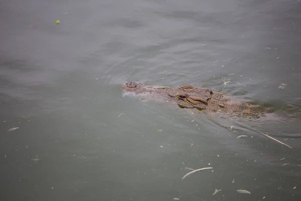 Head of a Nile crocodile — Stock Photo, Image