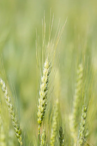 Молодая зелёная пшеница — стоковое фото
