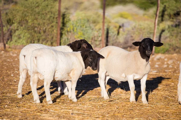 Dorper Sheep Rams — Stock Photo, Image