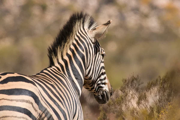 Close up image of  zebra — Stock Photo, Image