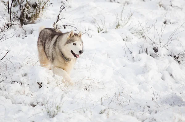 Husky jugando en la nieve —  Fotos de Stock