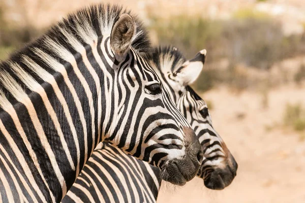 Närbild bild av en grupp zebror — Stockfoto