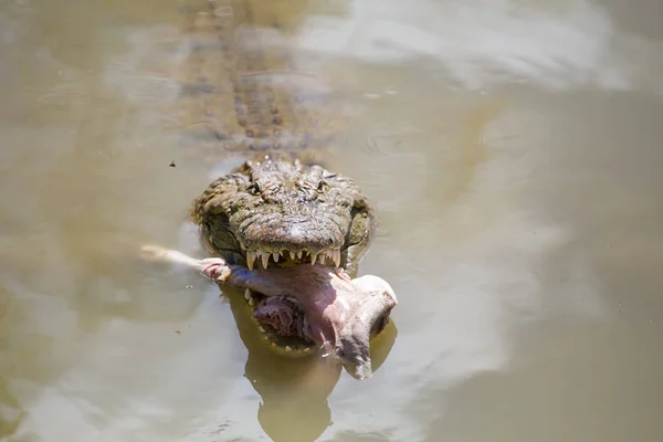 Krokodil i en flod i Afrika — Stockfoto