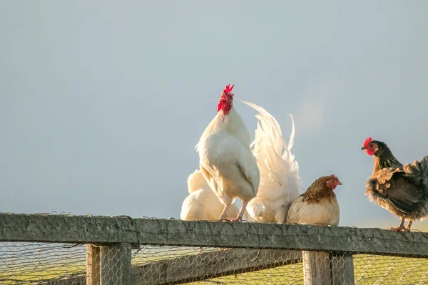 Görüntü bir çiftlikte bir tavuk — Stok fotoğraf