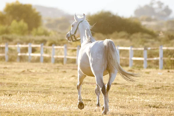Bonito cavalo jogando — Fotografia de Stock