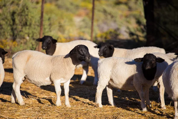Dorper πρόβατα, κριάρια — Φωτογραφία Αρχείου