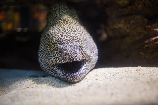 Panal morena anguila tendida en su cueva —  Fotos de Stock