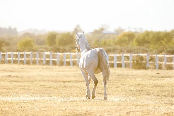 演奏の美しい馬 — ストック写真