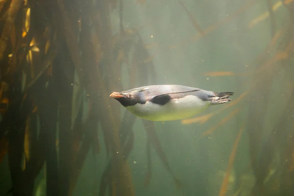Rockhopper пінгвін, купання в океані — стокове фото
