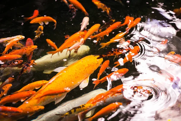 아름 다운 잉어 잉어 먹이 — 스톡 사진