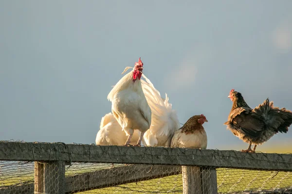 Görüntü bir çiftlikte bir tavuk — Stok fotoğraf