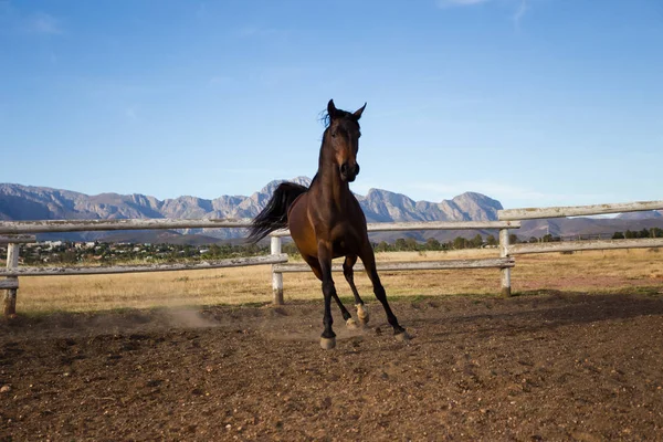 Thoroughbred  stallion running — Stock Photo, Image