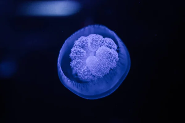 Translucent  jellyfish in water, — Stock Photo, Image