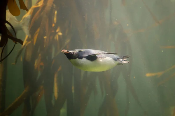 Rockhopper Pinguino che nuota nell'oceano — Foto Stock