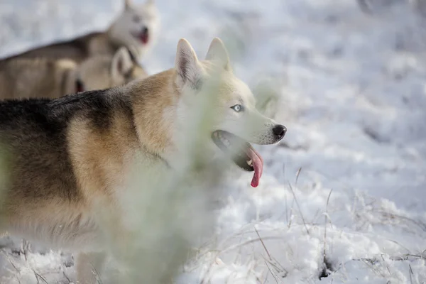 Hundarna leker i snön — Stockfoto
