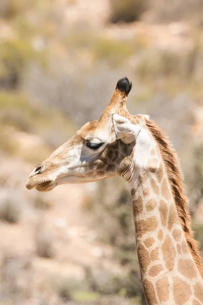 Zár megjelöl kilátás egy zsiráf — Stock Fotó