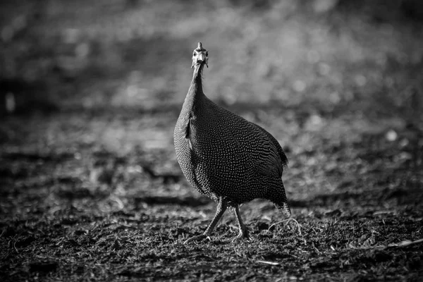 Guineafowl capacete (Numida meleagris) — Fotografia de Stock