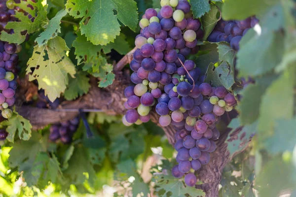 Winogrona granatowe na winorośli — Zdjęcie stockowe