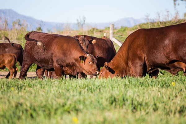 Коровы пасут траву
