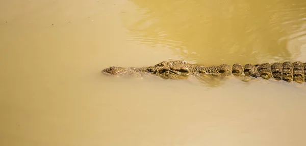 Κροκόδειλος σε ένα ποτάμι στην Αφρική — Φωτογραφία Αρχείου