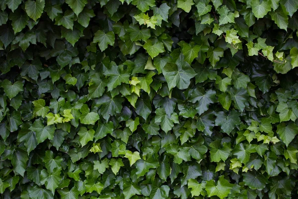 Ivy växer mot en vit exteriör vägg — Stockfoto