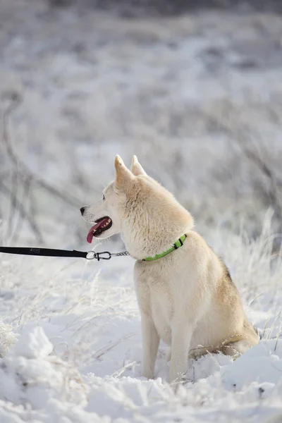 Husky siberiano con correa —  Fotos de Stock