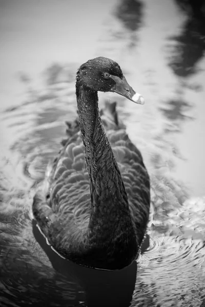 Hermoso cisne negro —  Fotos de Stock